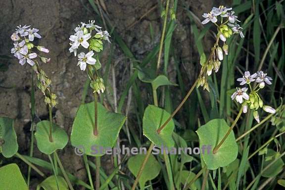 claytonia perfoliata 4 graphic